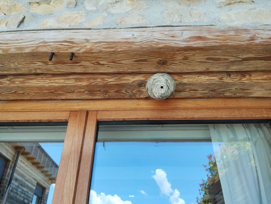 Relocate bees & remove bee nest