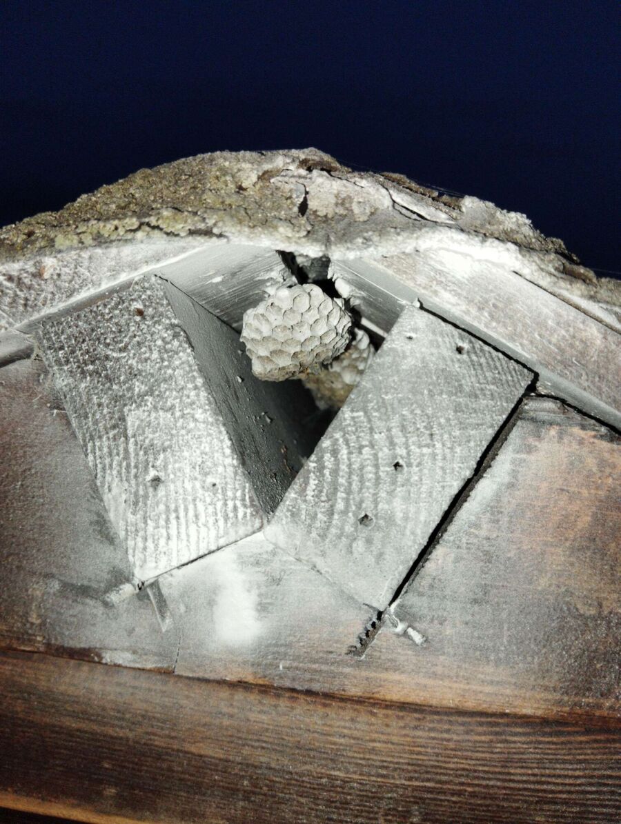 Bee nest at the house remove