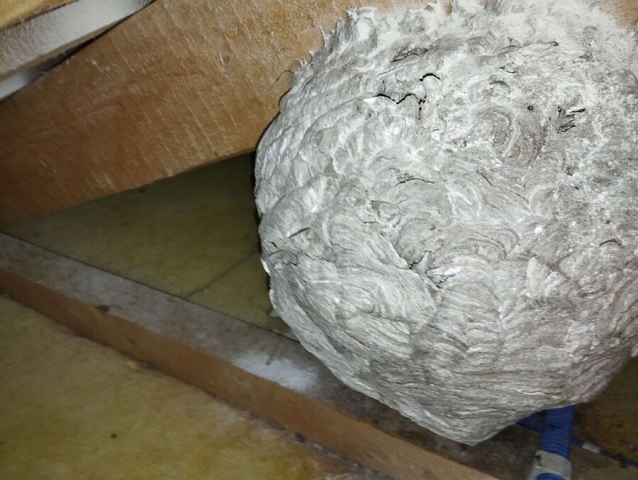 Bee nest at the house remove