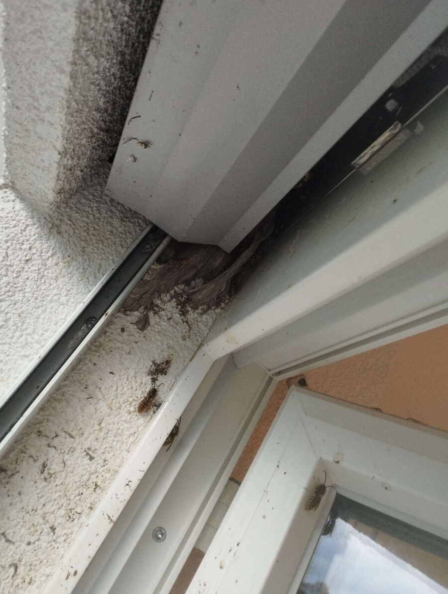 Bee nest at the house remove