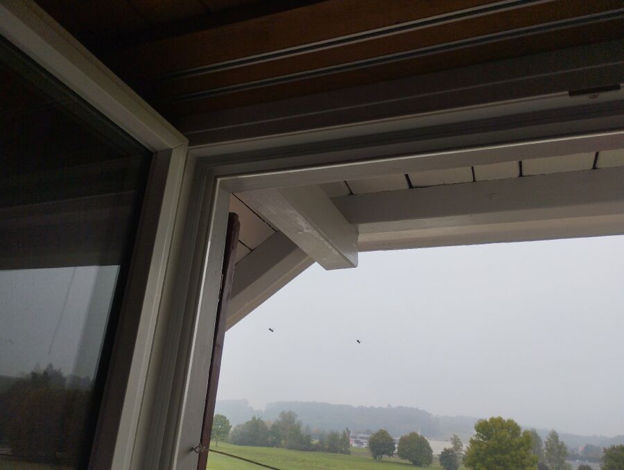 Bee nest at the house remove