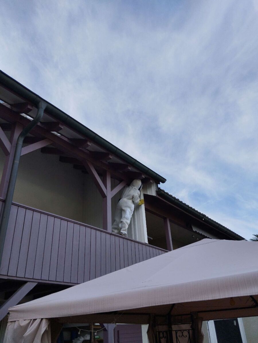 Relocate bees & remove bee nest