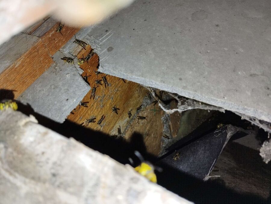 Bee nest at the house remove