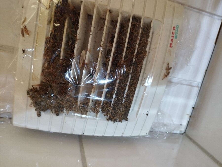 Bee nest at the house remove