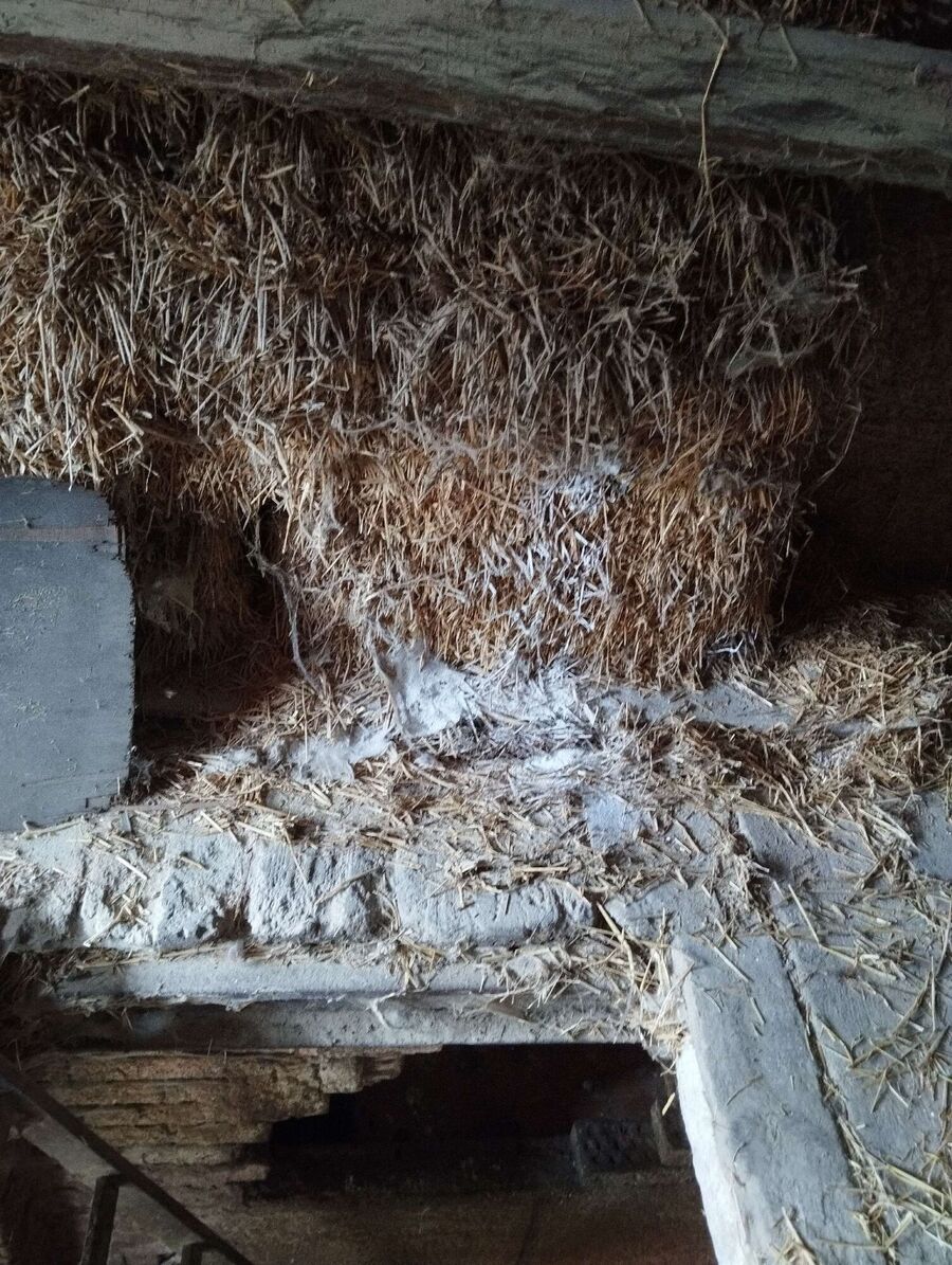 Relocate bees & remove bee nest