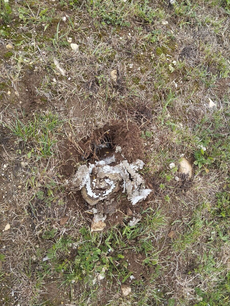 Bee nest at the house remove