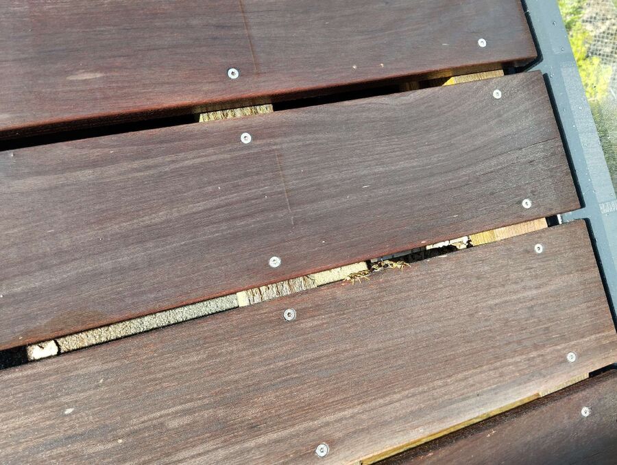 Bee nest at the house remove