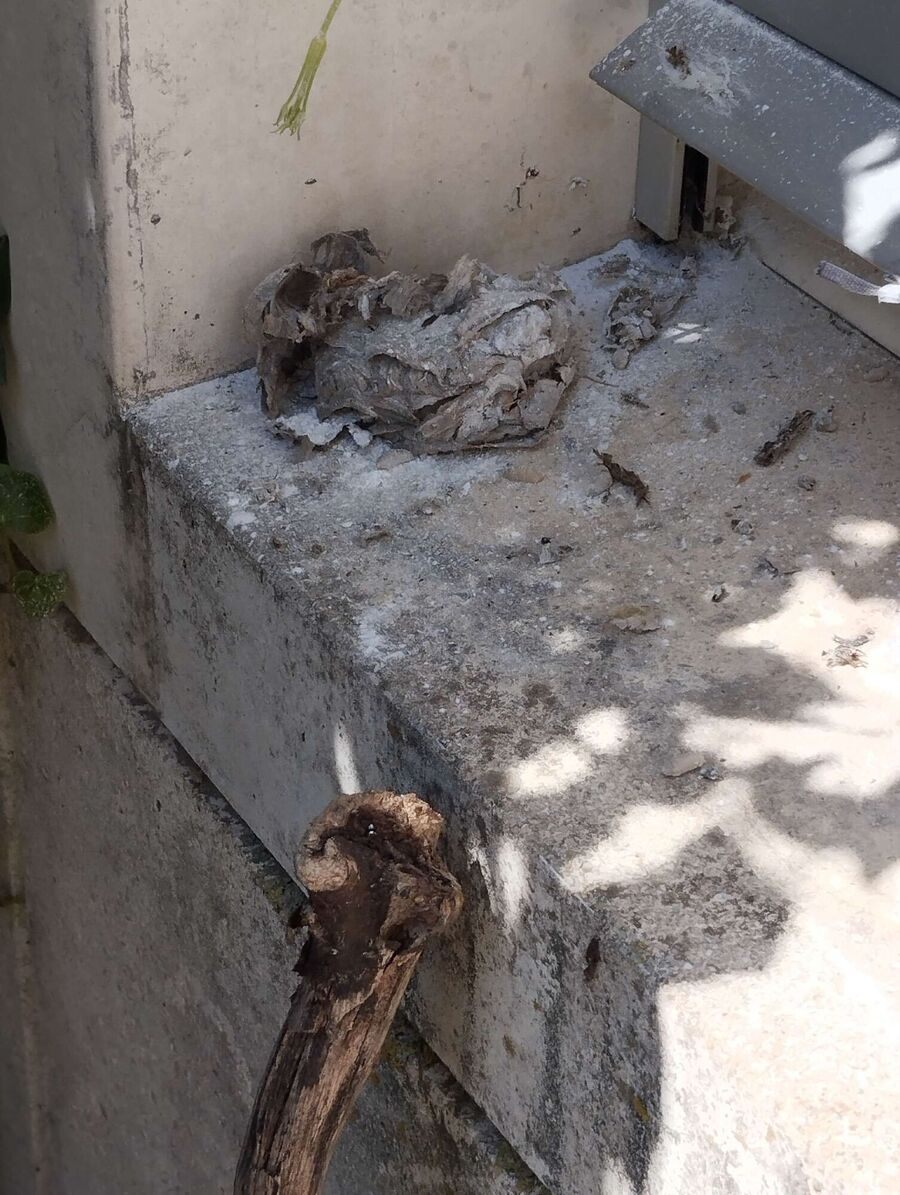 Bee nest at the house remove