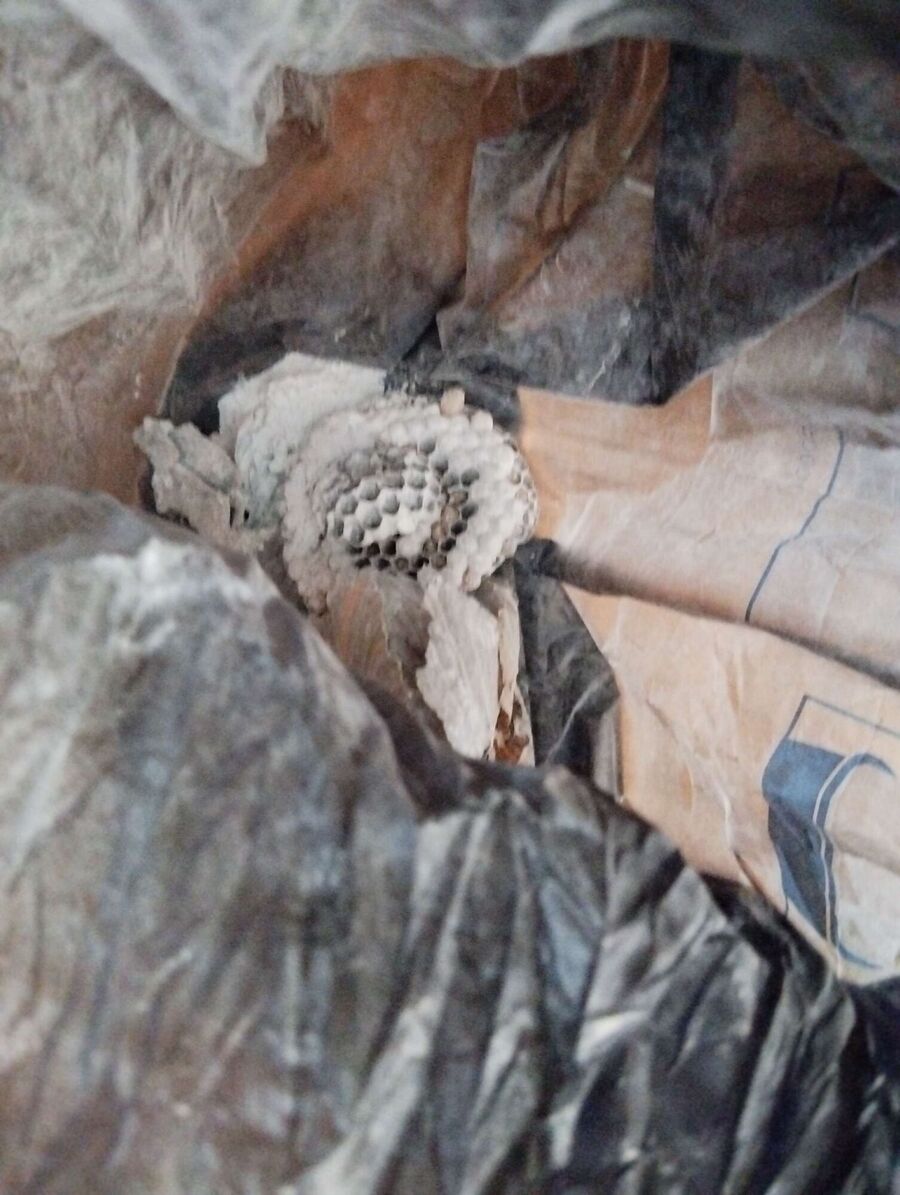 Bee nest at the house remove