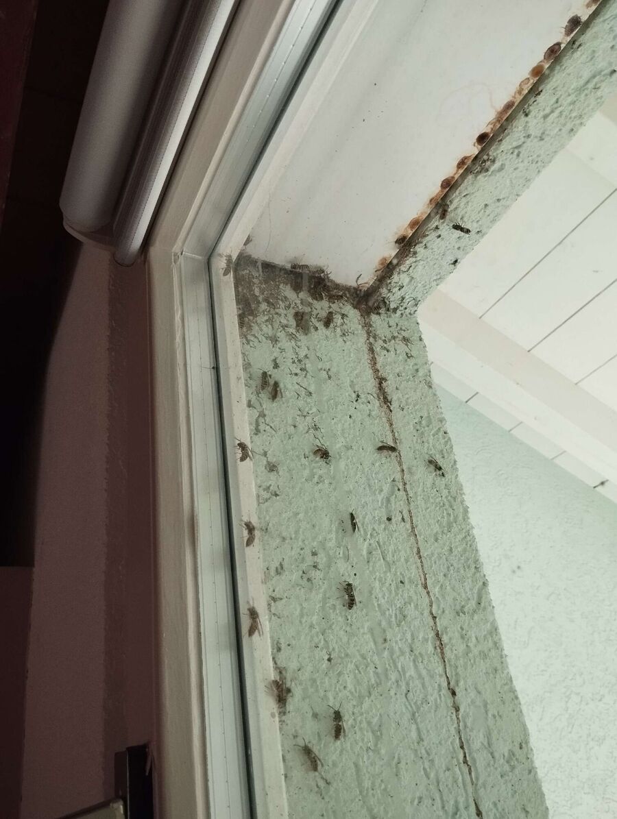 Bee nest at the house remove