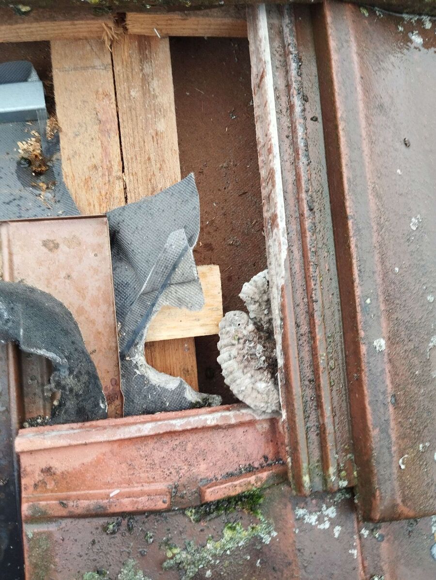 Bee nest at the house remove