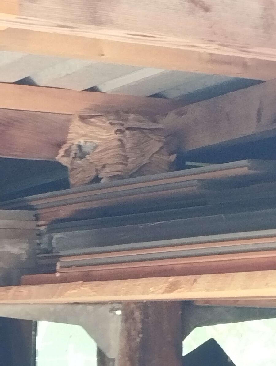 Bee nest at the house remove