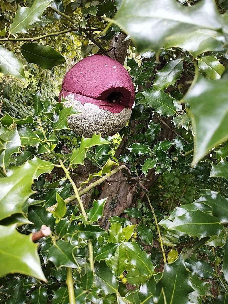 Bee nest at the house remove