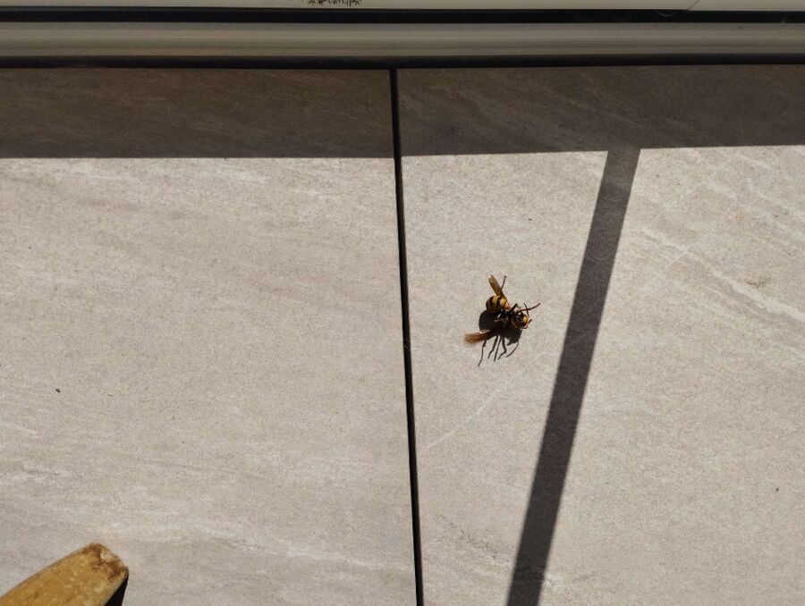 Bee nest at the house remove