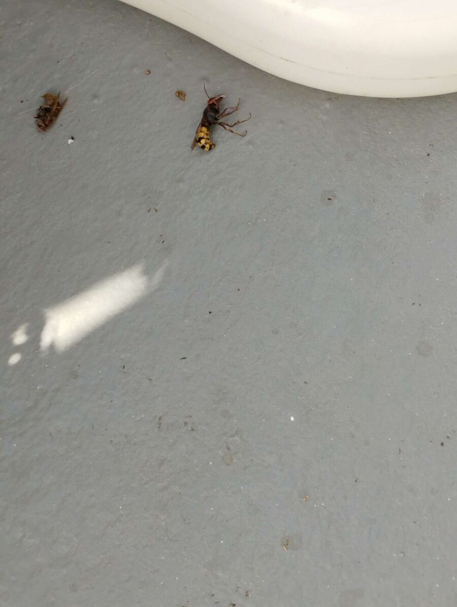 Bee nest at the house remove