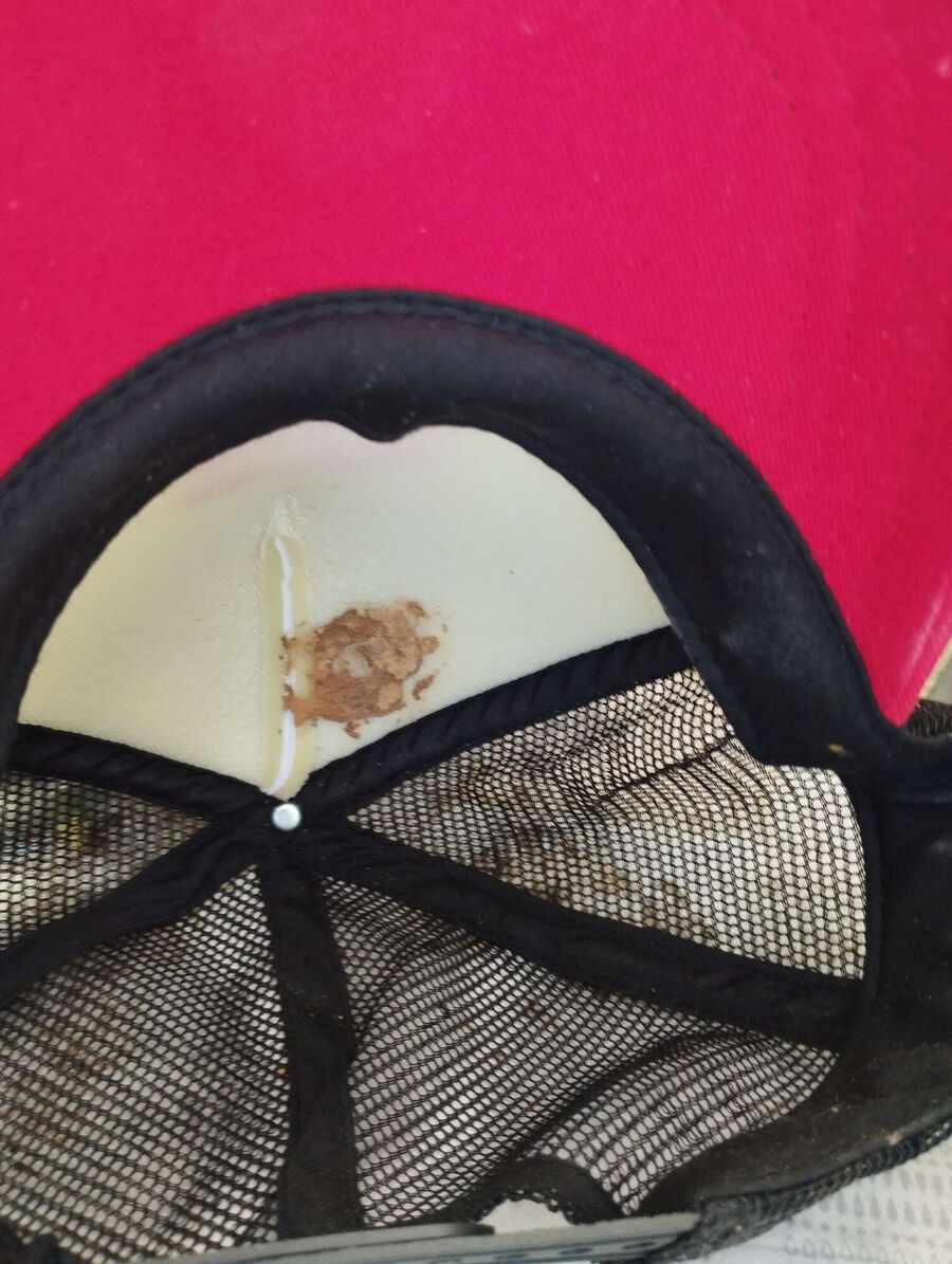 Relocate bees & remove bee nest