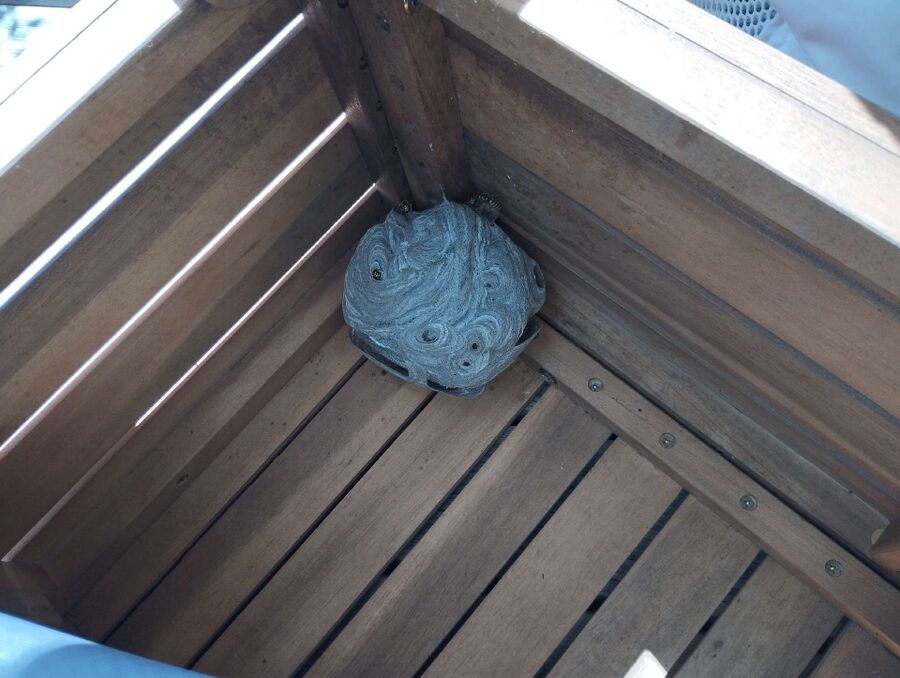 Bee nest at the house remove