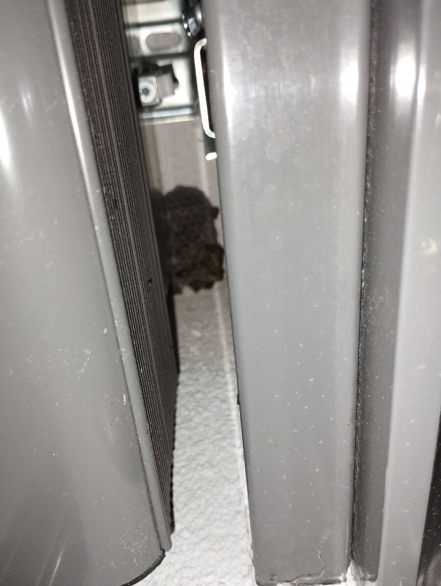 Bee nest at the house remove