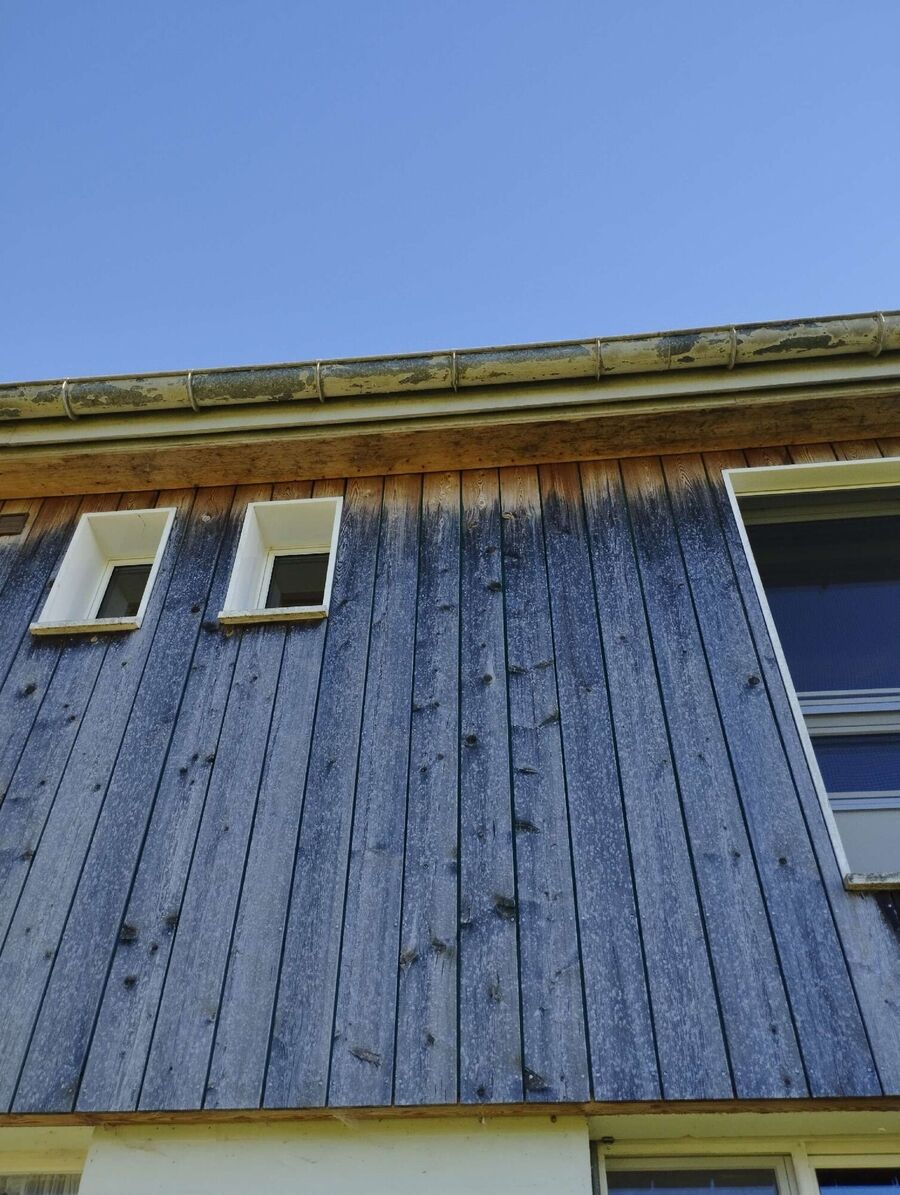 Relocate bees & remove bee nest