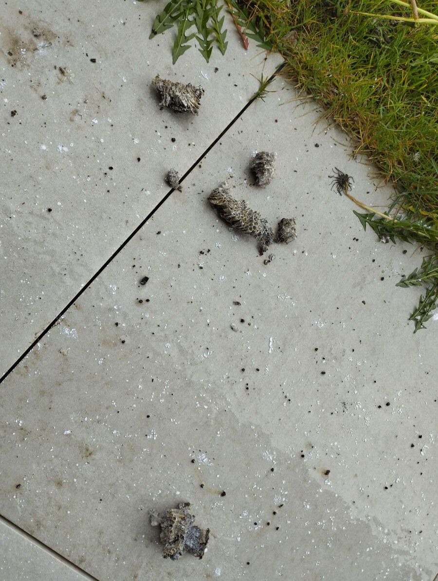 Bee nest at the house remove