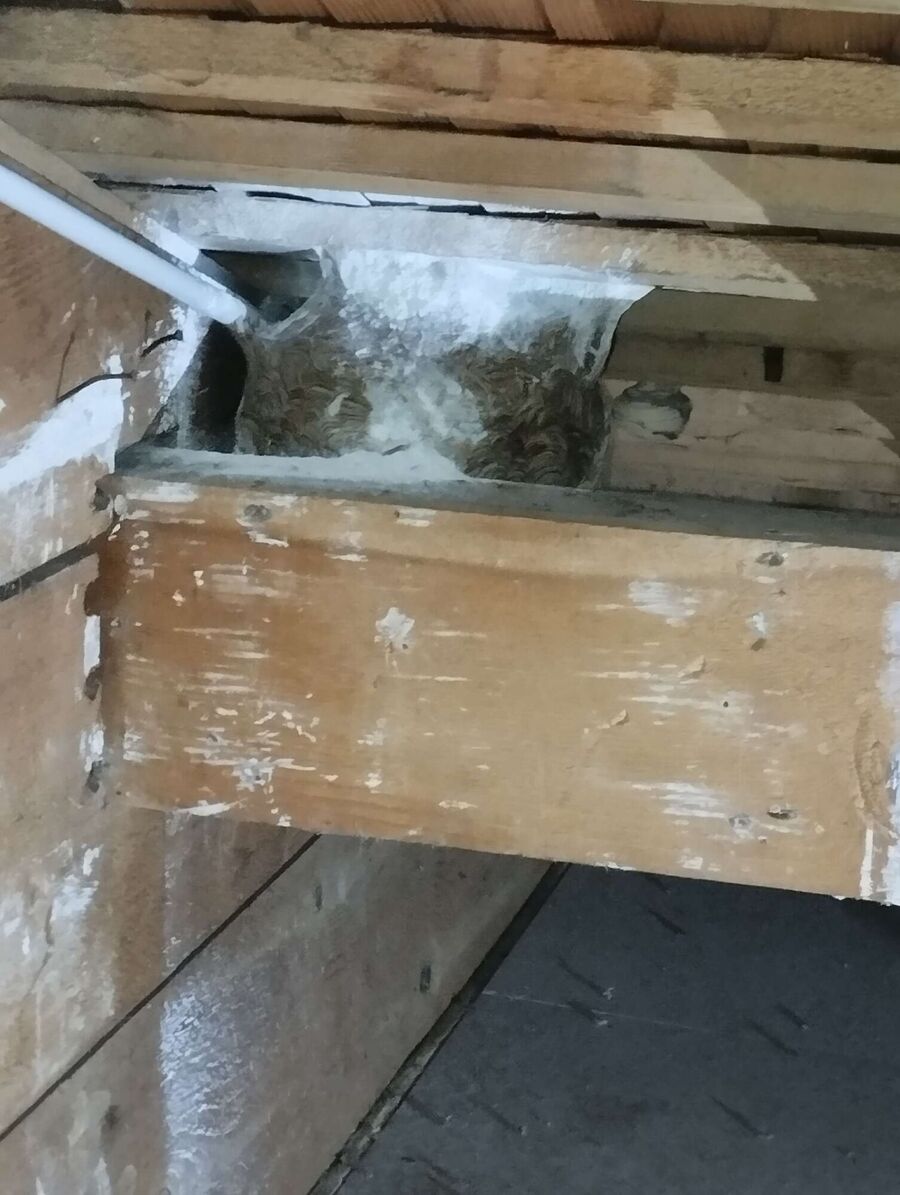 Remove bee nest