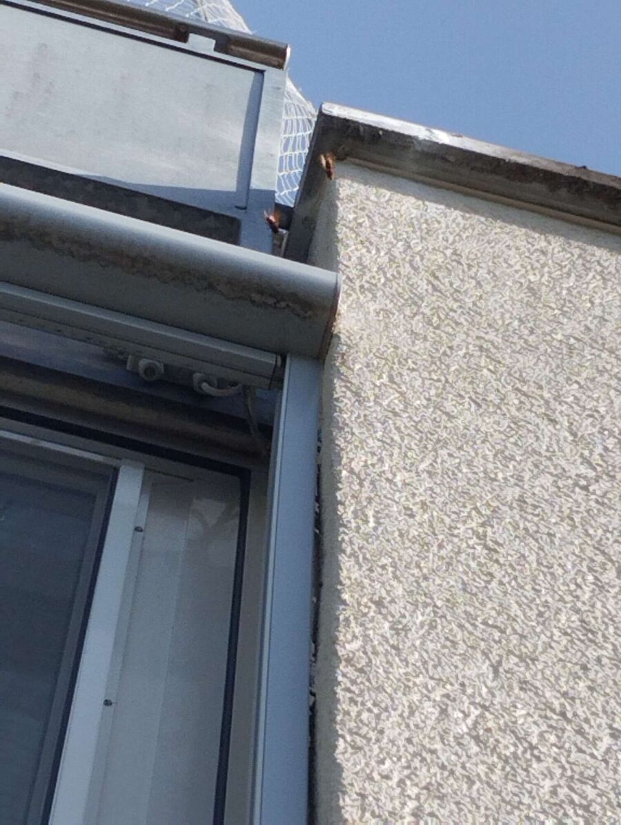 Bee nest at the house remove