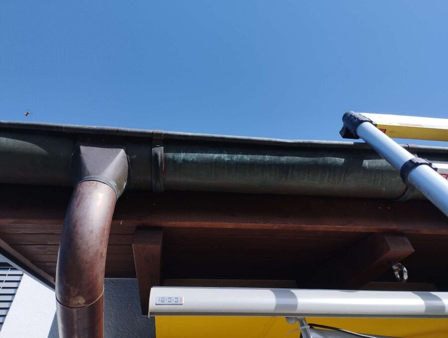 Relocate bees & remove bee nest