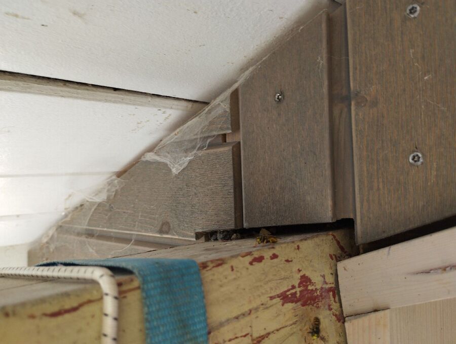 Relocate bees & remove bee nest