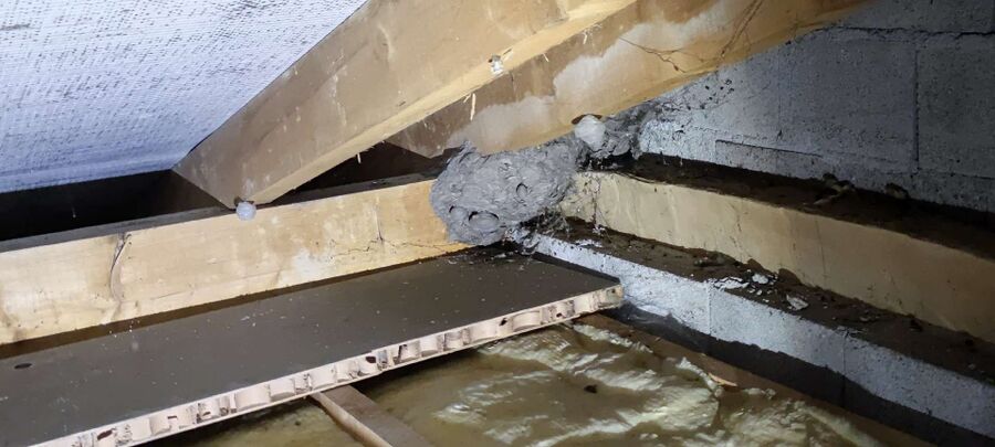 Bee nest at the house remove