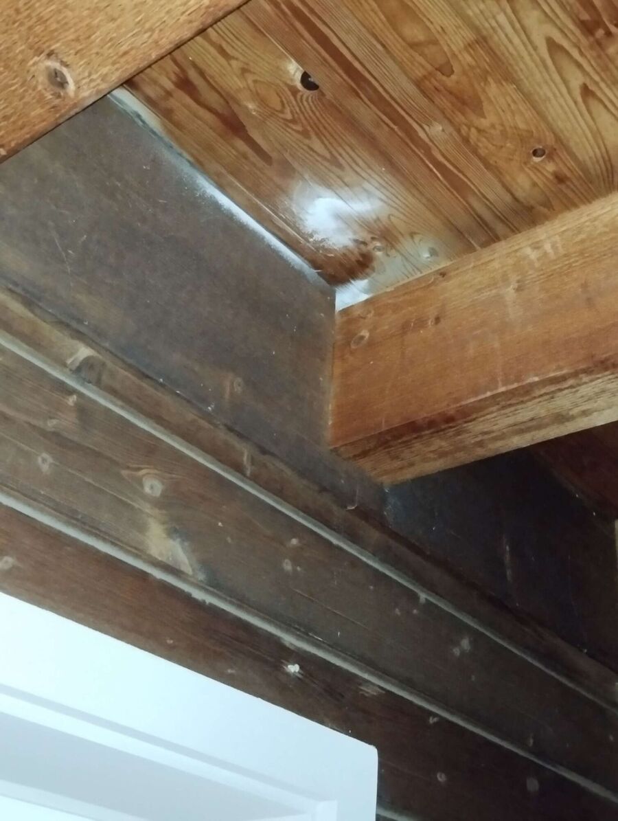 Relocate bees & remove bee nest