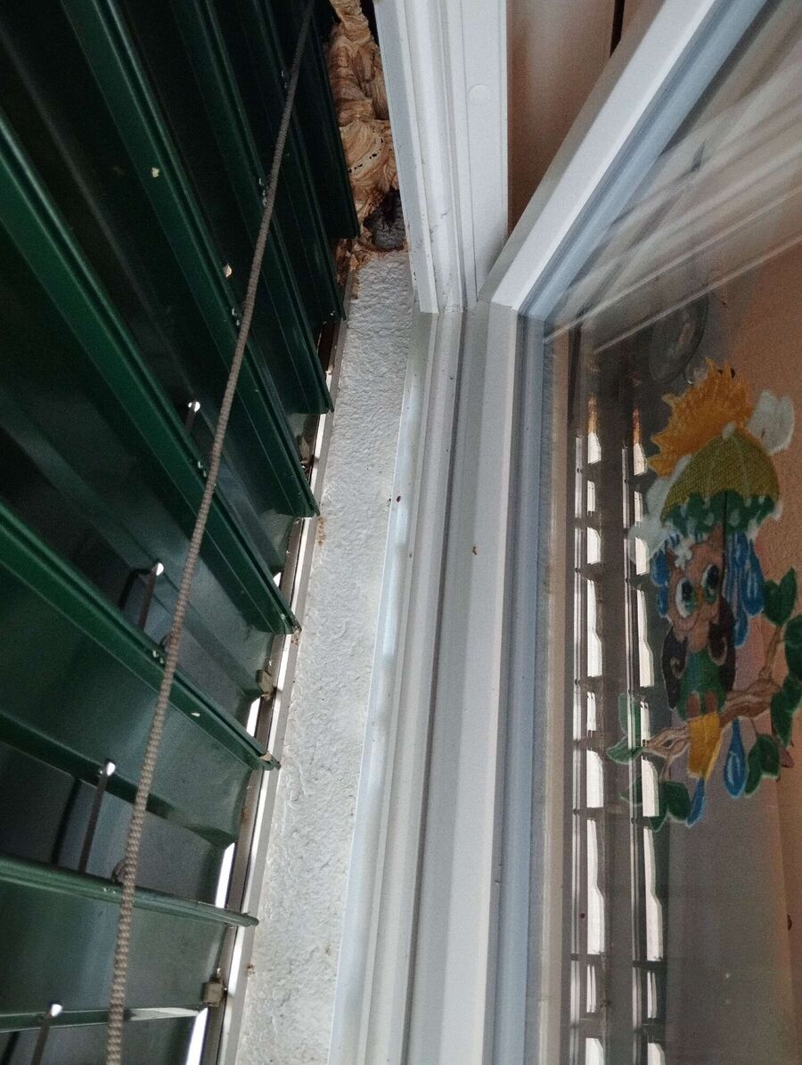 Bee nest at the house remove