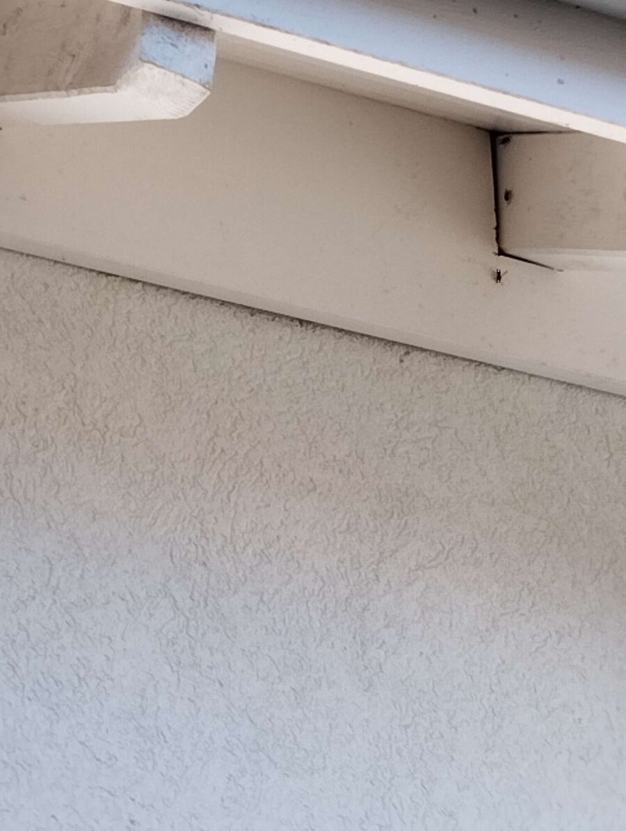 Bee nest at the house remove