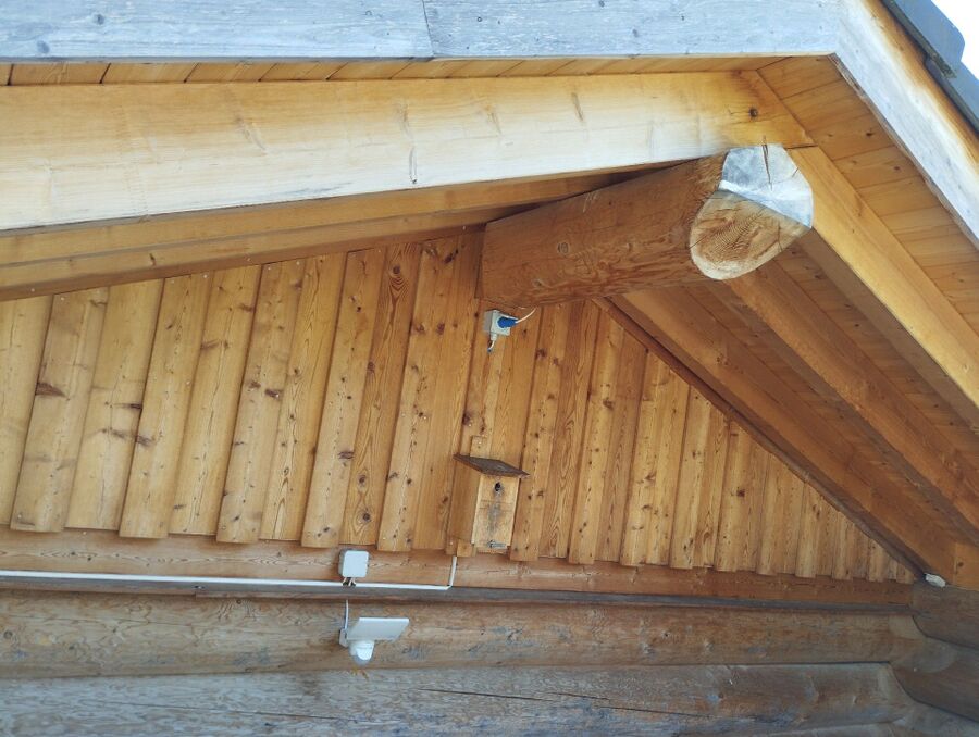 Bee nest at the house remove