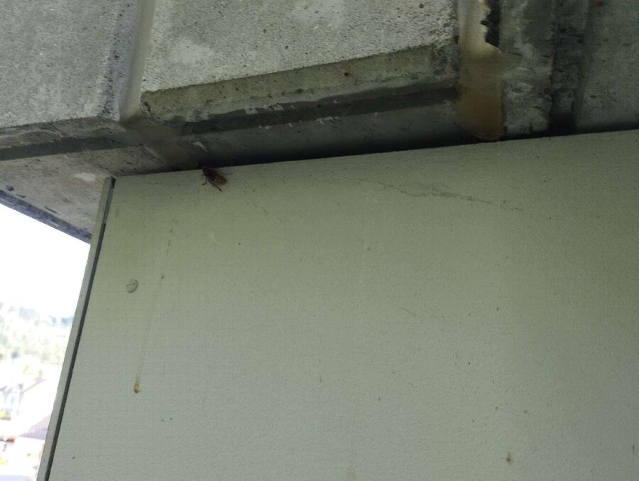 Bee nest at the house remove