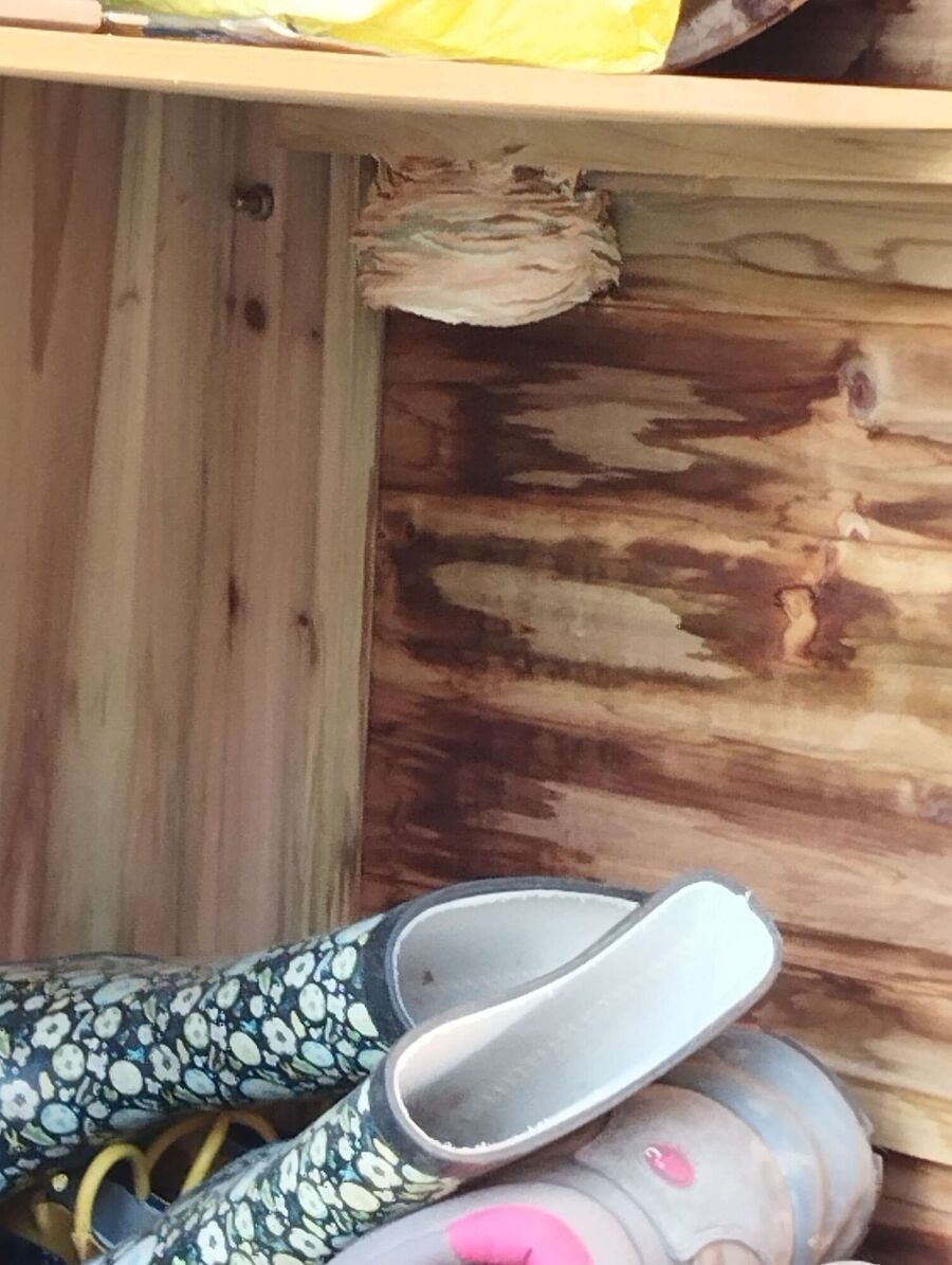 Bee nest at the house remove