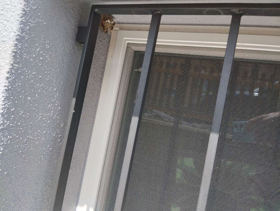 Relocate bees & remove bee nest