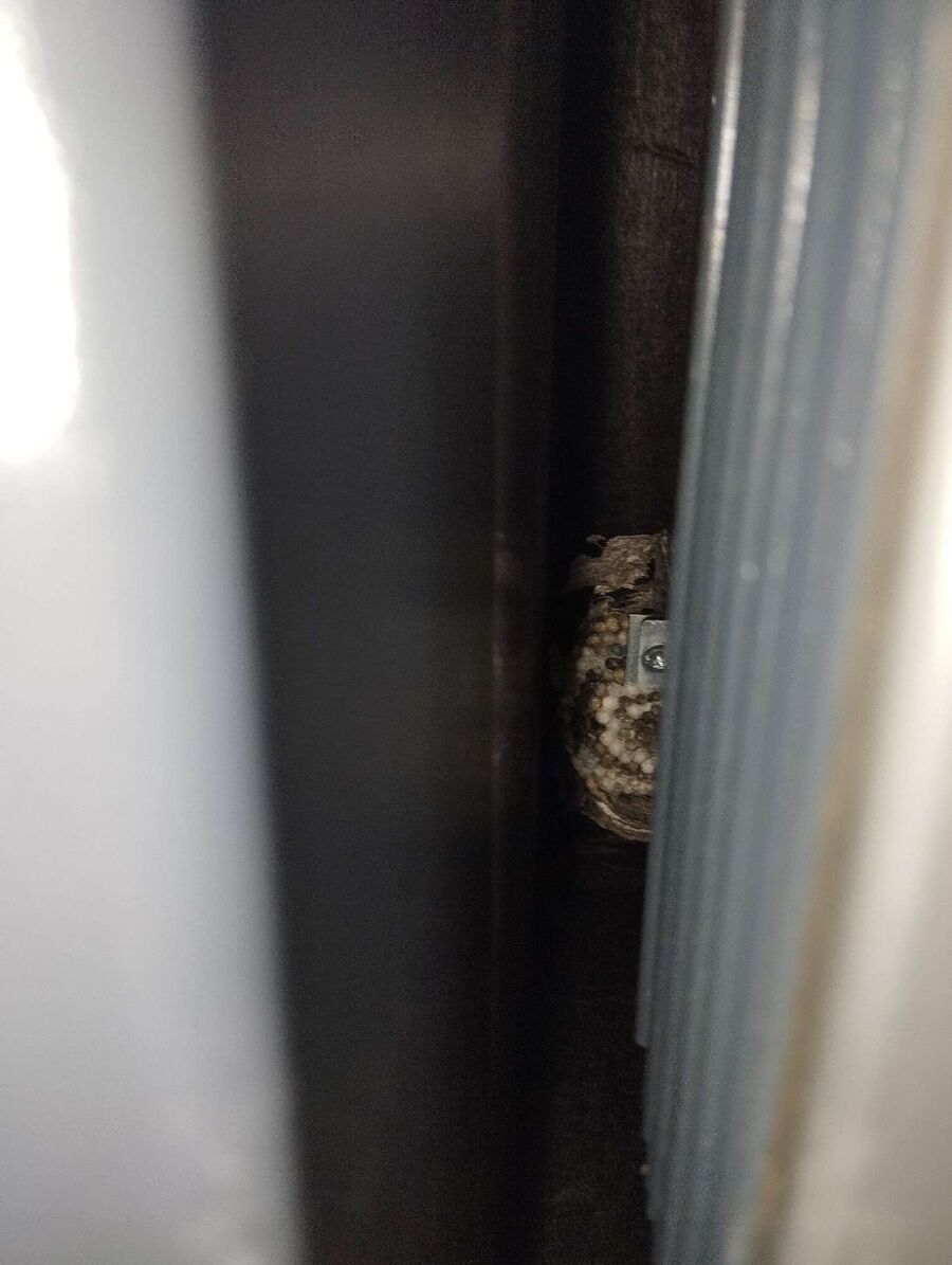 Bee nest at the house remove