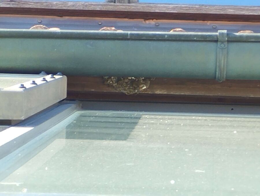 Bee nest at the house remove