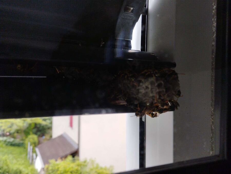 Relocate bees & remove bee nest