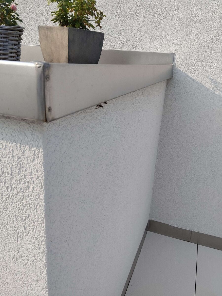 Bee nest at the house remove