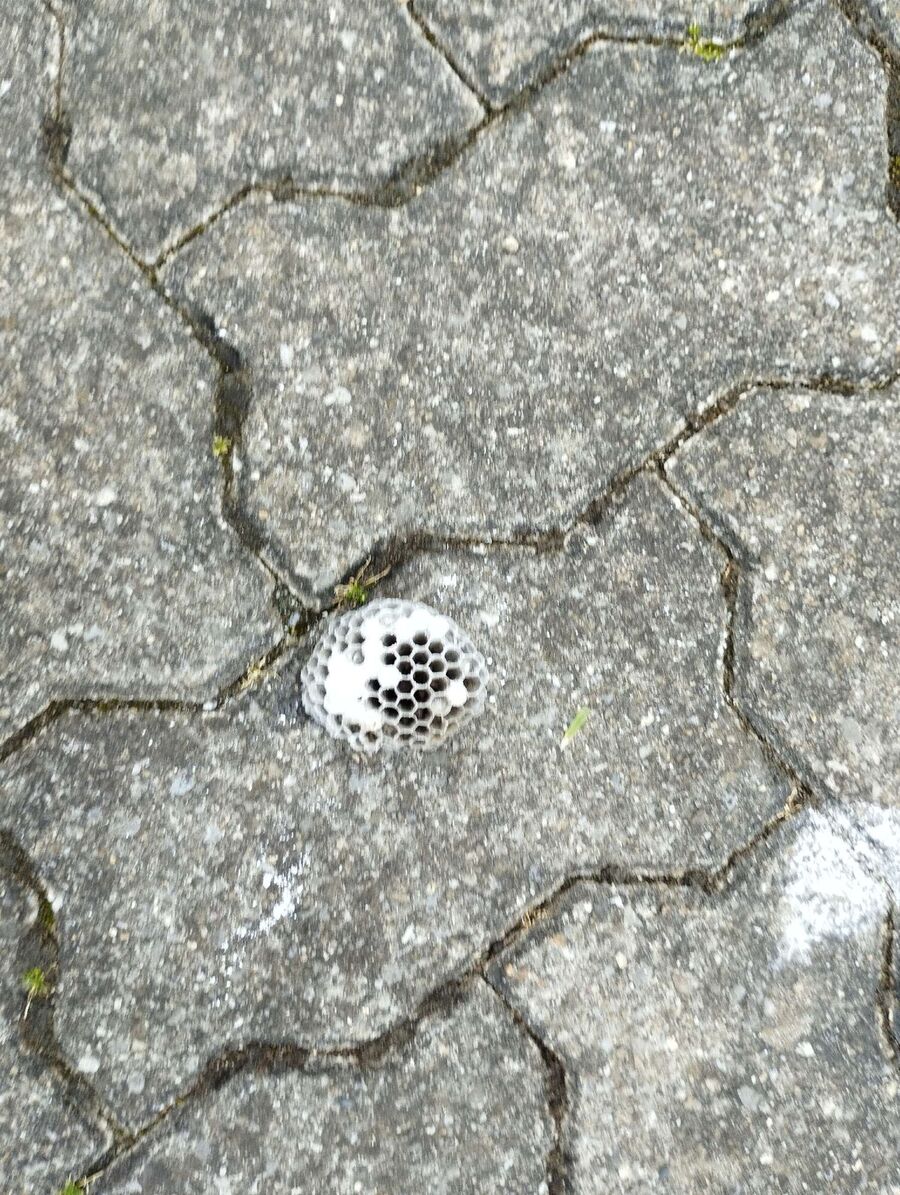 Bee nest at the house remove