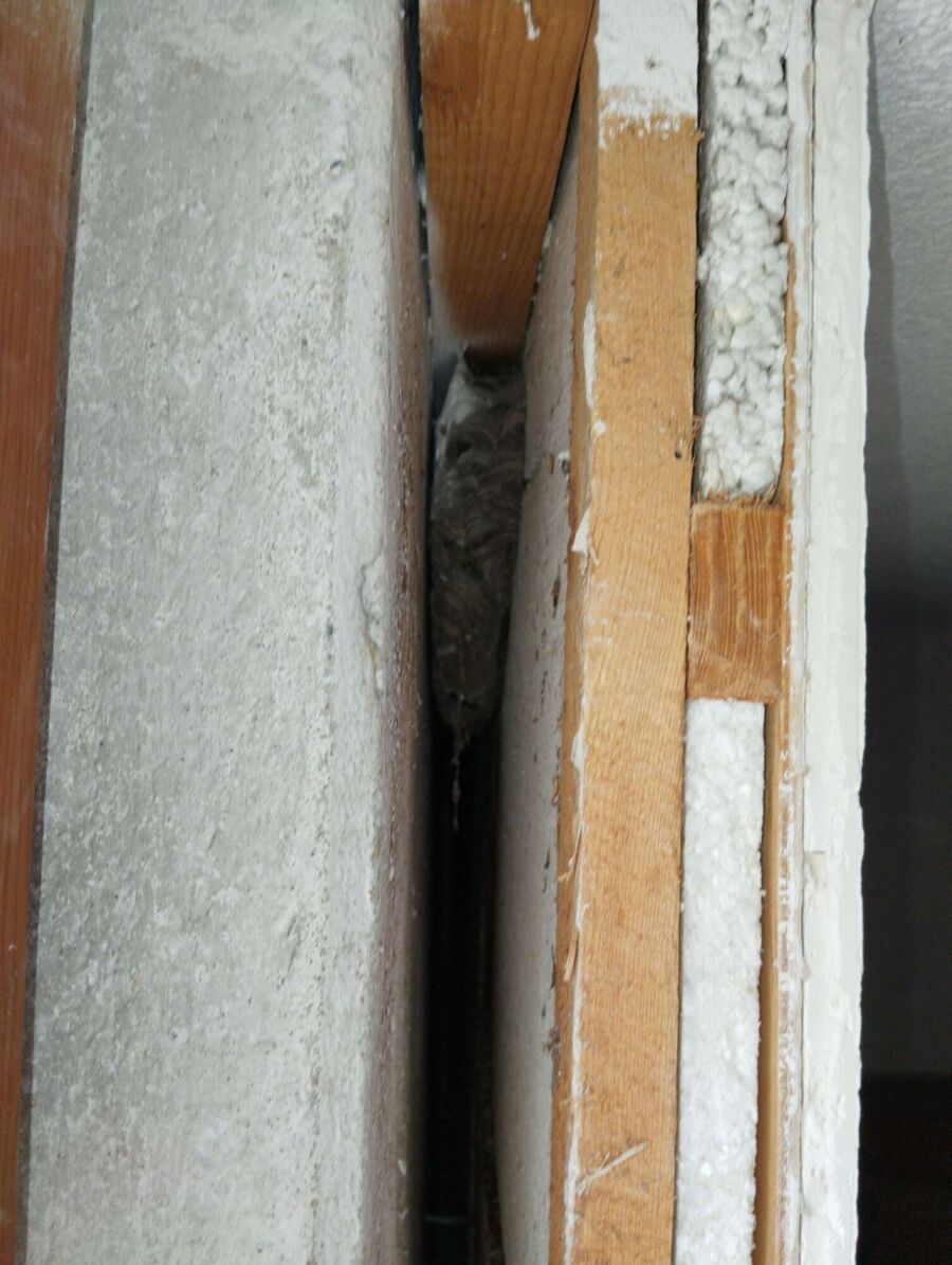 Relocate bees & remove bee nest