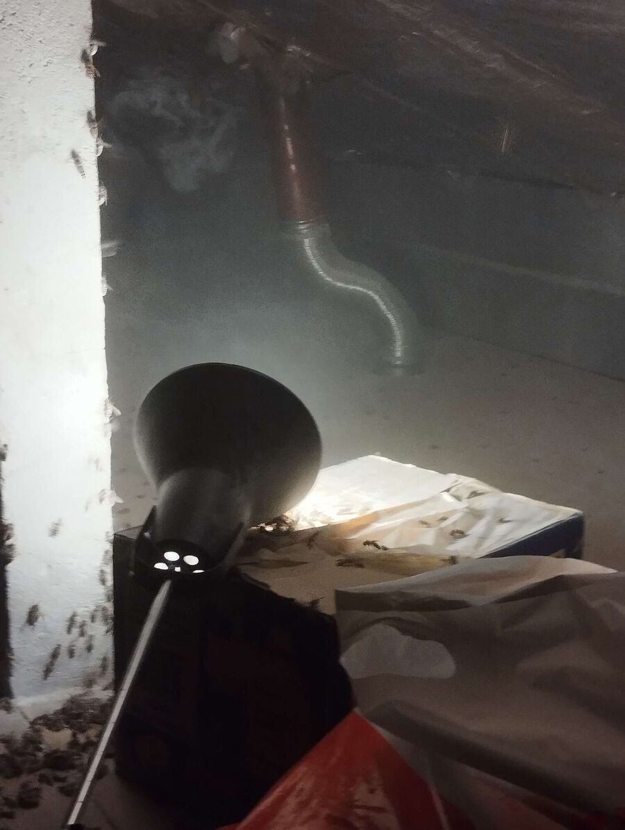 Bee nest at the house remove