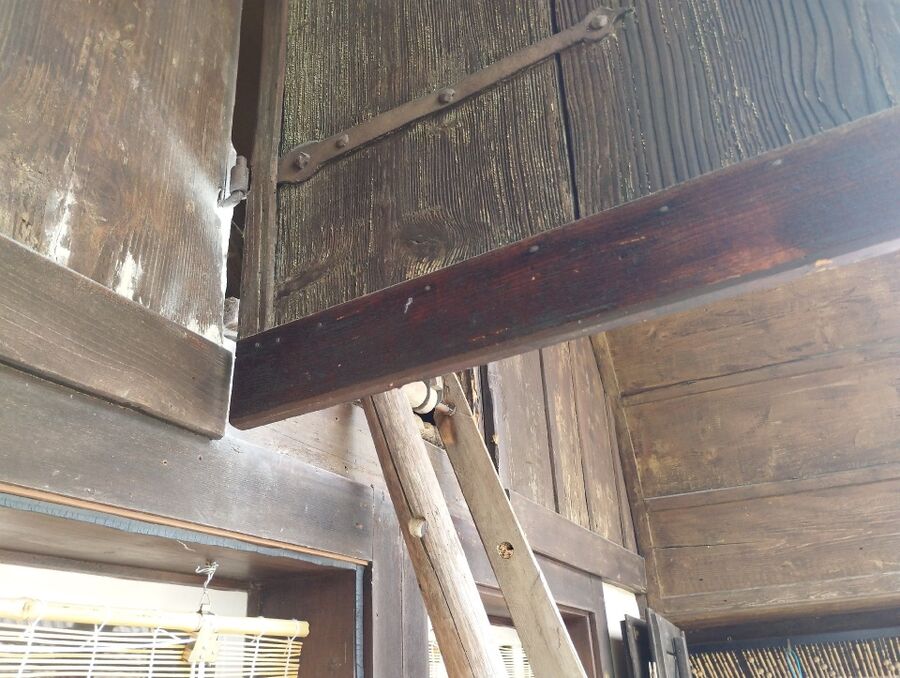 Relocate bees & remove bee nest