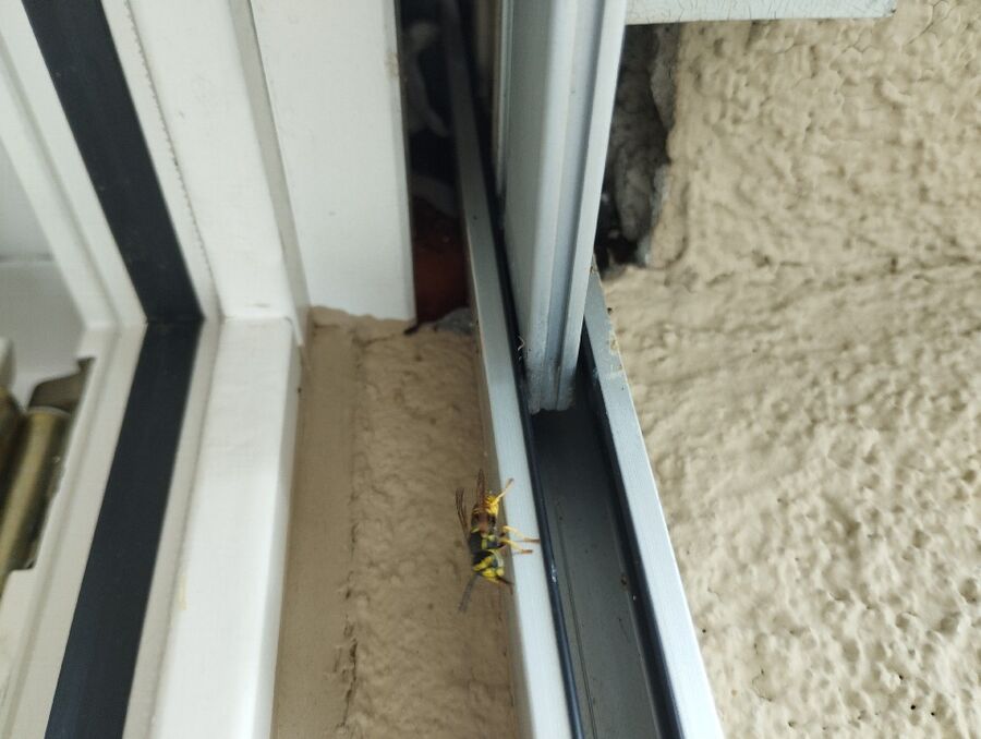 Bee nest at the house remove