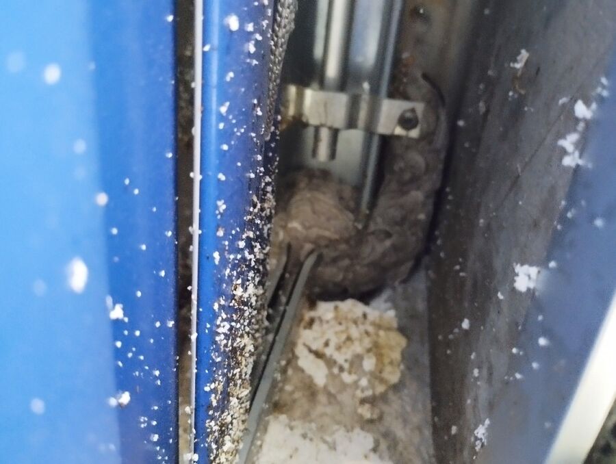 Bee nest at the house remove