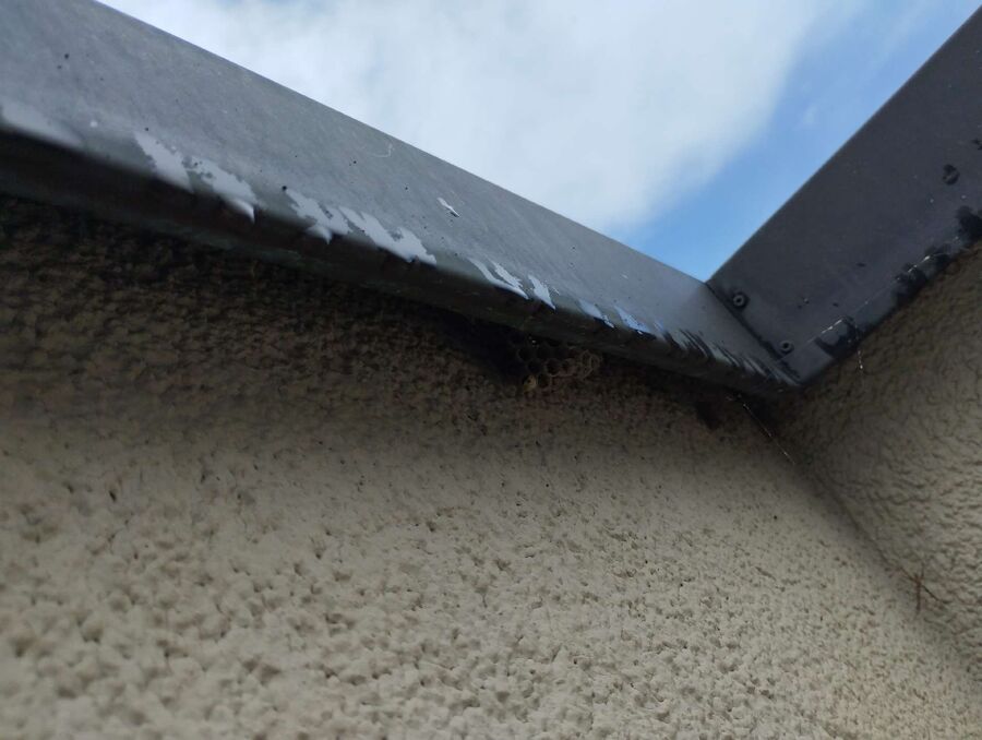 Bee nest at the house remove