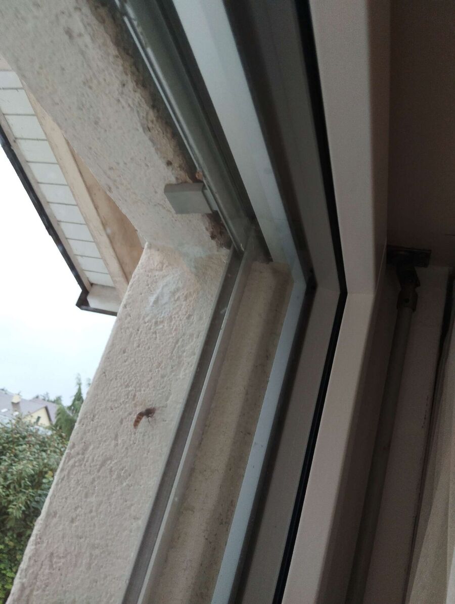 Bee nest at the house remove