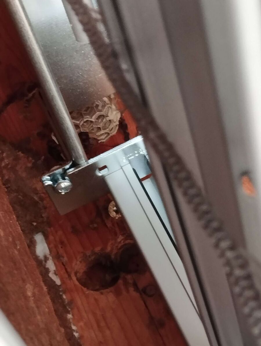 Relocate bees & remove bee nest