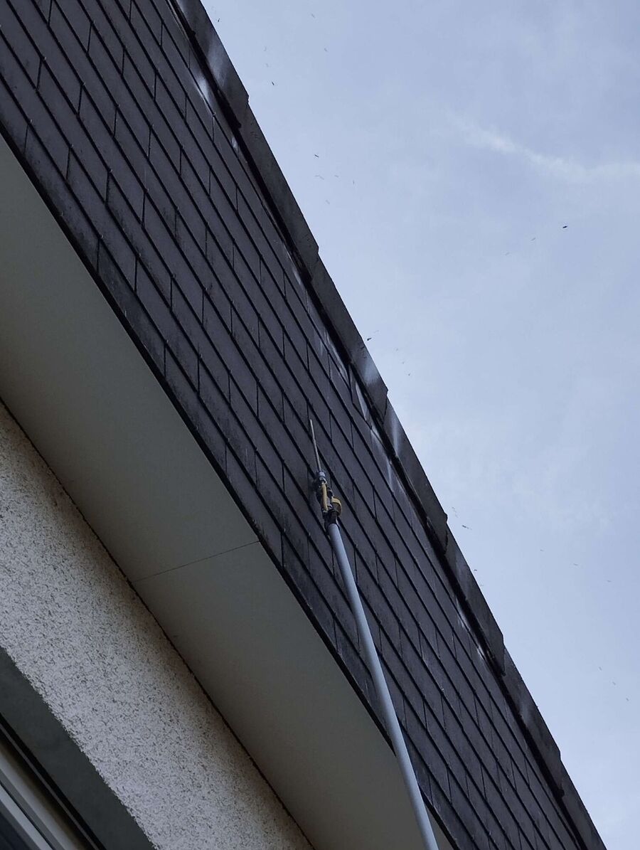 Bee nest at the house remove